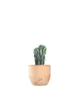 Myrtillocactus Geometrizans Crestato