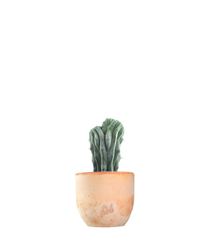 Myrtillocactus Geometrizans Crestato