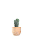 Myrtillocactus Geometrizans Crestato