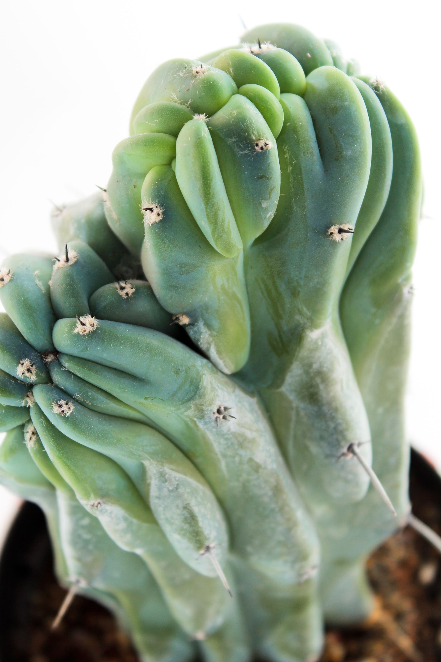 Myrtillocactus Geometrizans Crestato