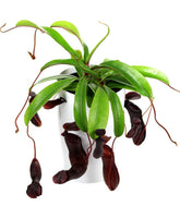 Nepenthes alata