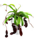 Nepenthes alata