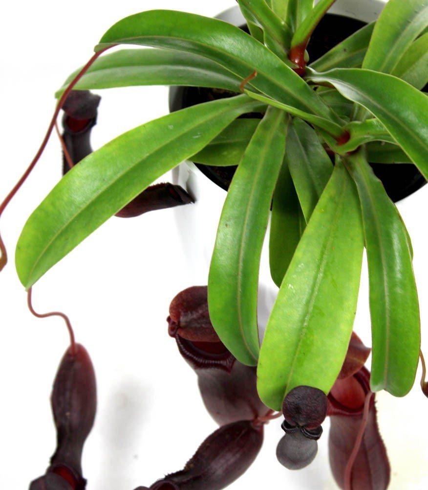 Nepenthes alata