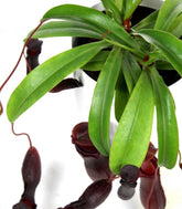 Nepenthes alata
