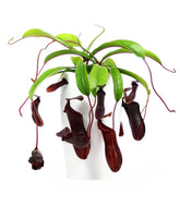Nepenthes alata