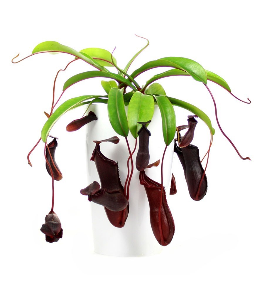 Nepenthes alata