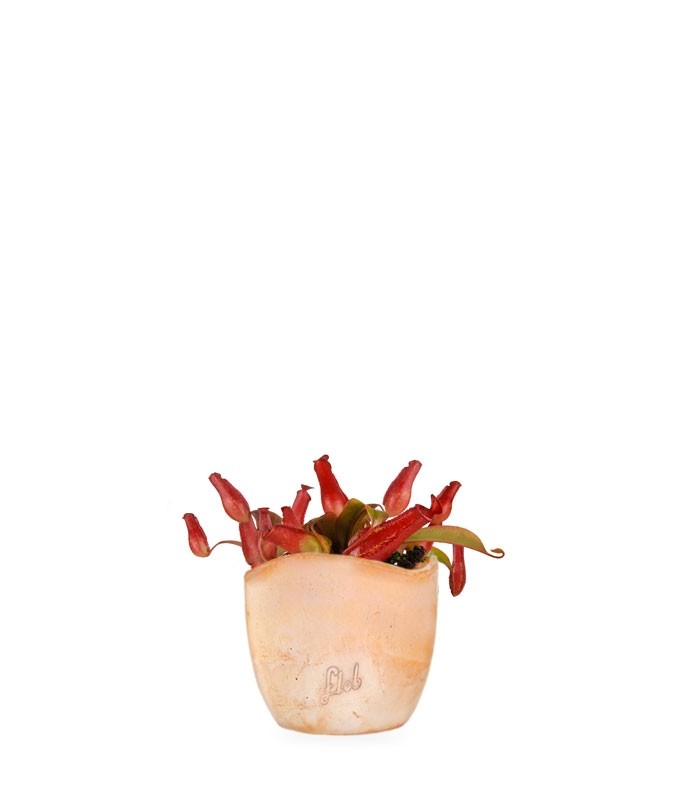 Nepenthes Bloody Mary
