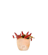 Nepenthes Bloody Mary