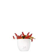 Nepenthes Bloody Mary