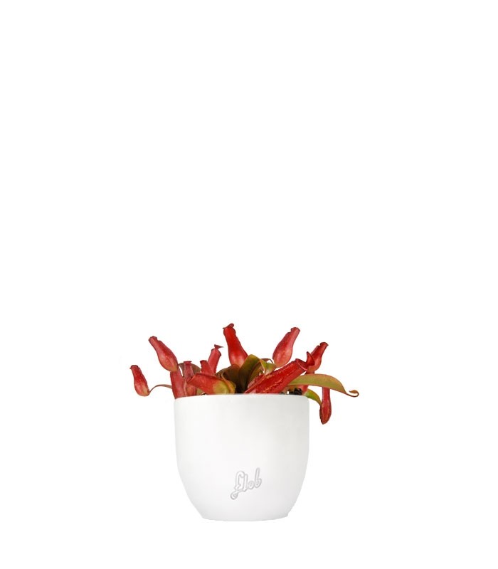Nepenthes Bloody Mary