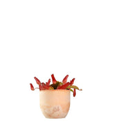 Nepenthes Bloody Mary