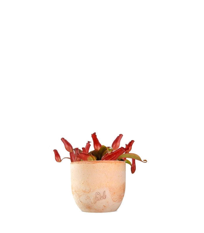 Nepenthes Bloody Mary