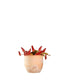 Nepenthes Bloody Mary