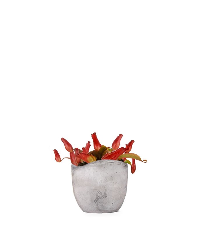 Nepenthes Bloody Mary