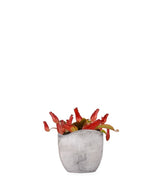 Nepenthes Bloody Mary