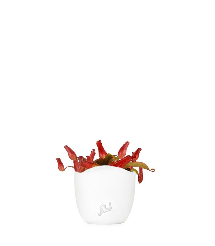 Nepenthes Bloody Mary