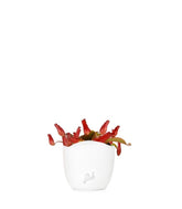 Nepenthes Bloody Mary