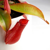 Nepenthes Bloody Mary