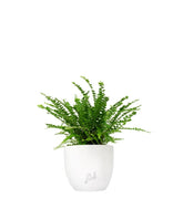 Nephrolepis Duffy