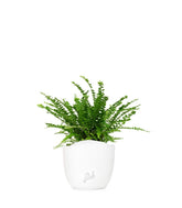 Nephrolepis Duffy