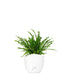 Nephrolepis Duffy