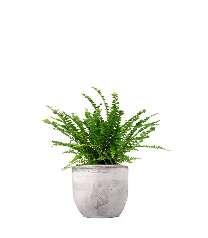 Nephrolepis Duffy