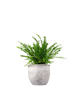 Nephrolepis Duffy