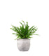 Nephrolepis Duffy