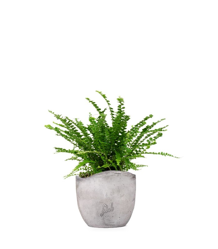 Nephrolepis Duffy