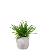 Nephrolepis Duffy