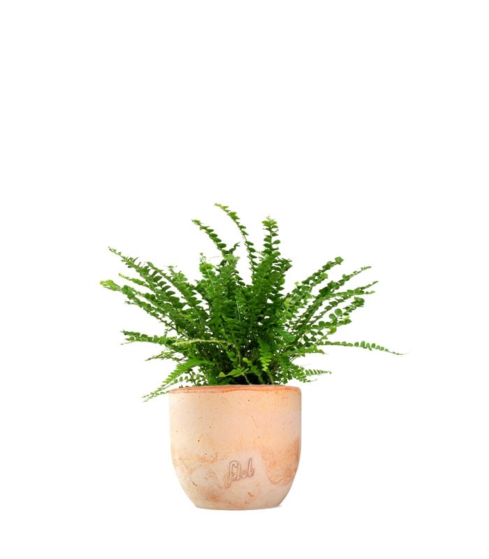 Nephrolepis Duffy