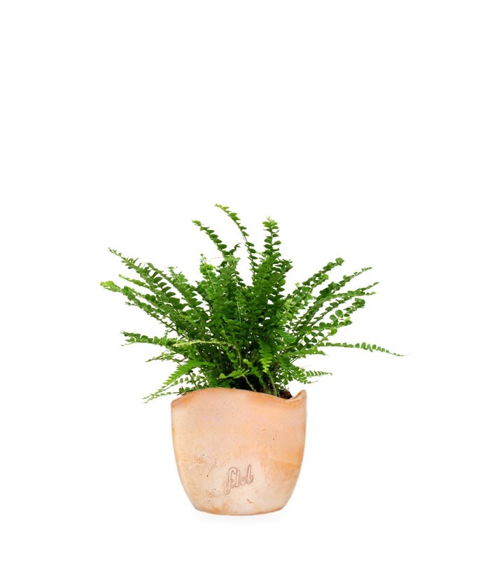 Nephrolepis Duffy