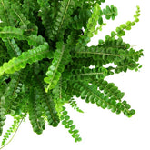 Nephrolepis Duffy