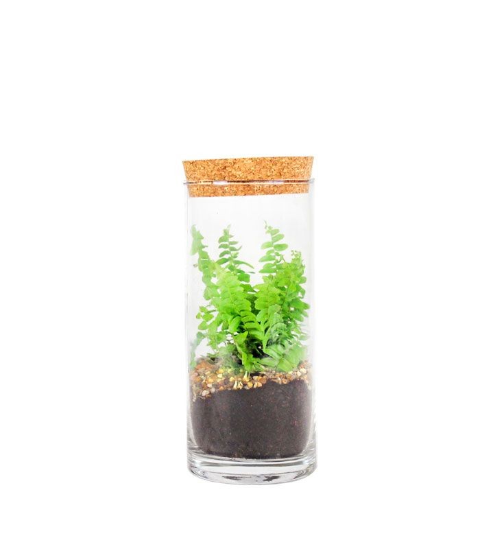 Nephrolepis duffy in terrarium