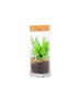 Nephrolepis duffy in terrarium