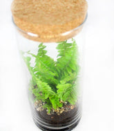 Nephrolepis duffy in terrarium