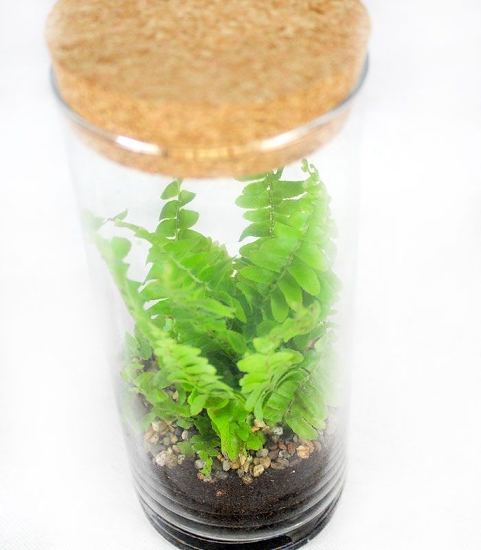 Nephrolepis duffy in terrarium