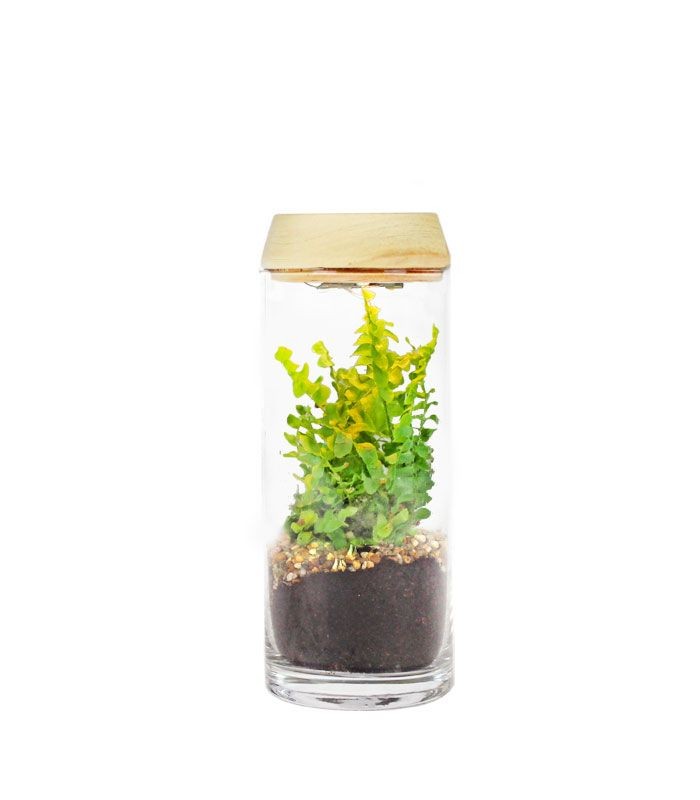 Nephrolepis duffy in terrarium con led