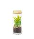 Nephrolepis duffy in terrarium con led