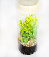 Nephrolepis duffy in terrarium con led