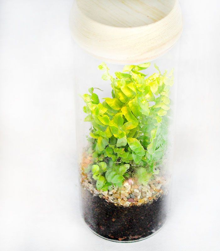Nephrolepis duffy in terrarium con led