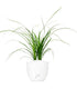Nolina
