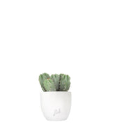 Notocactus