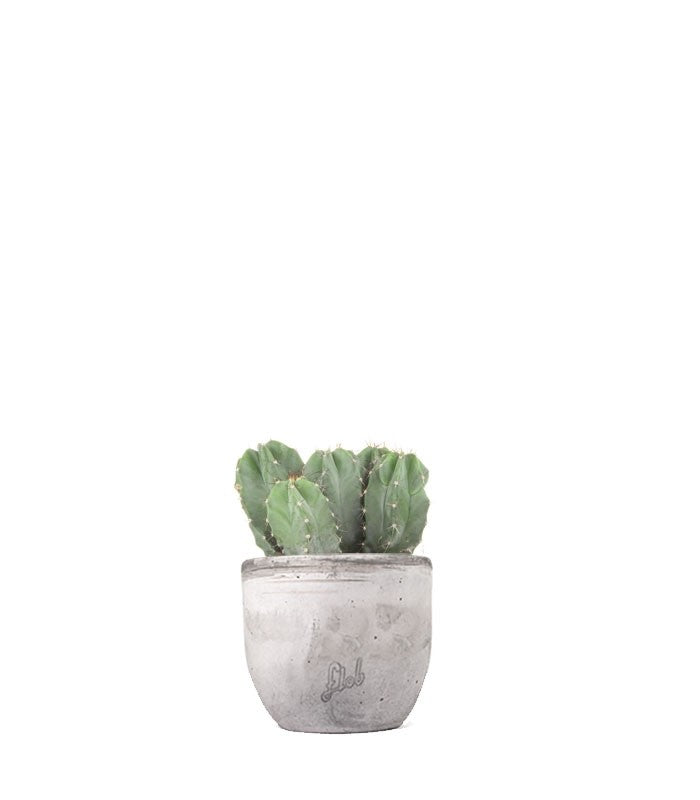 Notocactus