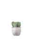 Notocactus