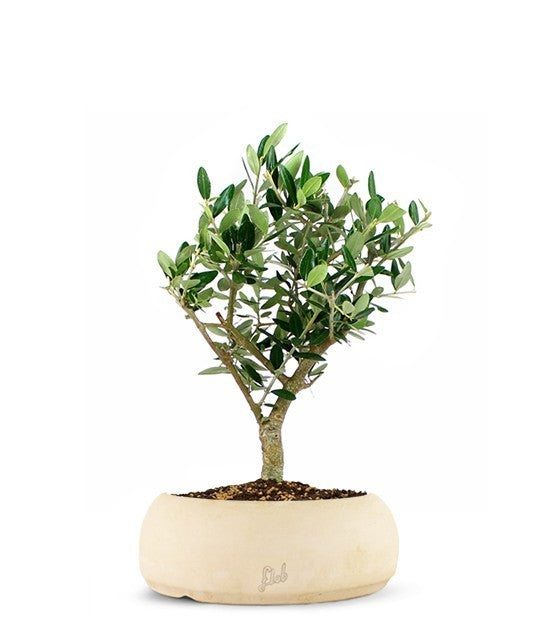 Olivo Bonsai