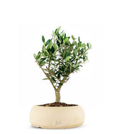 Olivo Bonsai