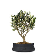 Olivo Bonsai