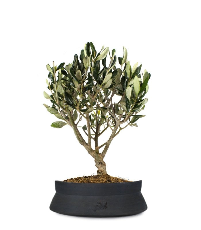 Olivo Bonsai
