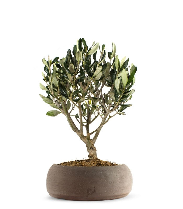 Olivo Bonsai